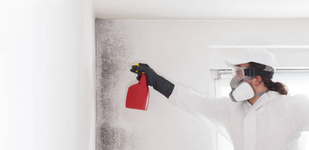 Reliable Alexander, AR Mold Remediation Solutions