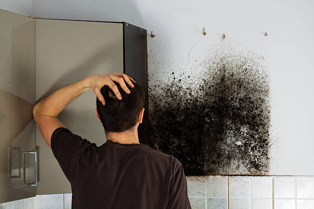 Best Health and Safety Mold Remediation in Alexander, AR