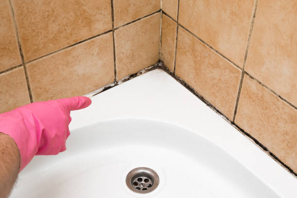 Best Preventive Mold Services in Alexander, AR